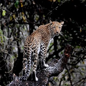 Image post by @chiawasafaris on Instagram