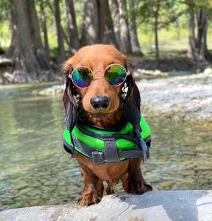 Image post by @pupcorntreats on Instagram