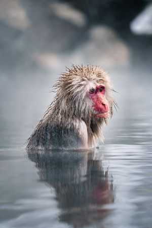 Image post by @Discovery on Twitter/X