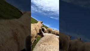 Video post by @gopro on YouTube