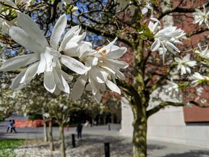 Image post by @seattleu on Instagram