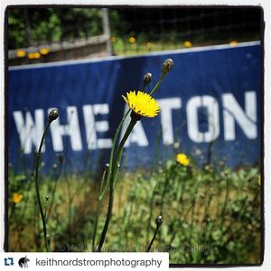 Image post by @wheatonlyons on Instagram