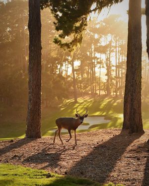 Image post by @pebblebeachresorts on Instagram