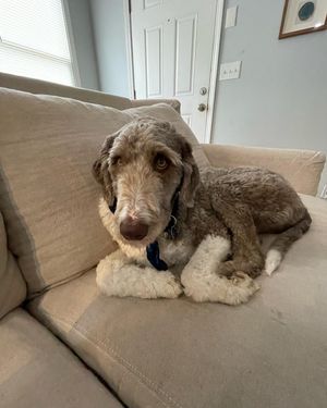 Image post by @floofy.coopy.doodle on Instagram
