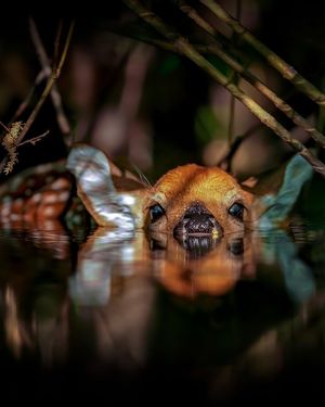 Image post by @discovery on Instagram