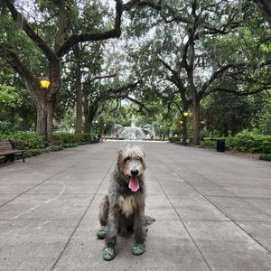 Image post by @thesavannahwolfhound on Instagram
