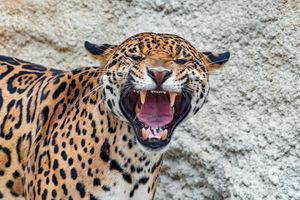 Image post by @animalplanet on Instagram