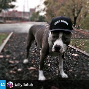Image post by @stahawks on Instagram
