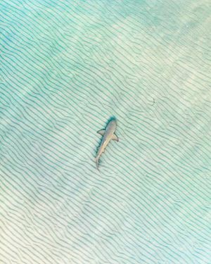 Image post by @dronepals on Instagram