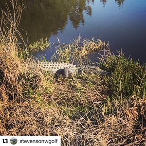 Image post by @gomustangsports on Instagram