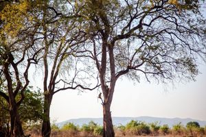 Image post by @chiawasafaris on Instagram