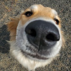 Image post by @whitmanpets on Instagram