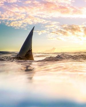 Image post by @discovery on Instagram