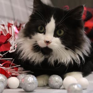 Image post by @whitmanpets on Instagram