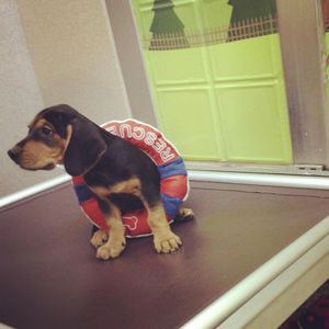 Image post by @animalplanet on Instagram