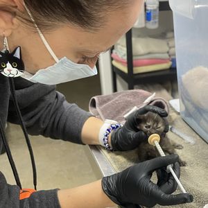 Image post by @spokhumanesoc on Instagram