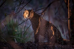 Image post by @chiawasafaris on Instagram