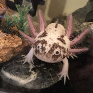 Image post by @animalplanet on Instagram