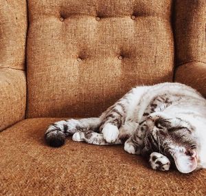 Image post by @evolvepetfood on Instagram