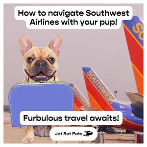 Image post by @jetsetpets on Instagram
