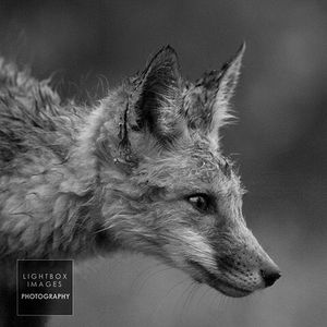 Image post by @lightboximages on Instagram