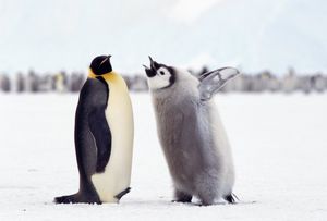 Image post by @AnimalPlanet on Twitter/X