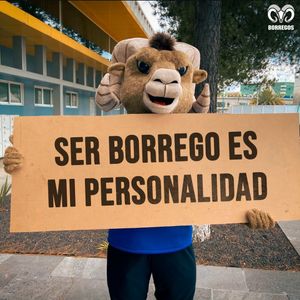 Image post by @borregostec on Instagram
