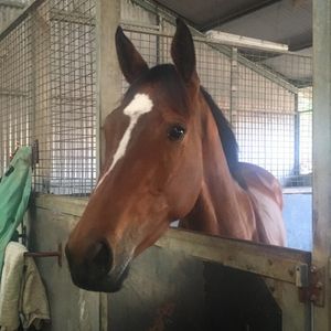 Image post by @australianturfclub on Instagram