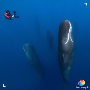 Image post by @animalplanet on Instagram