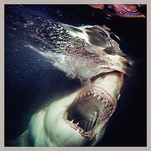 Image post by @discovery on Instagram