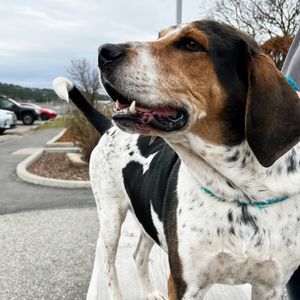 Image post by @spokhumanesoc on Instagram