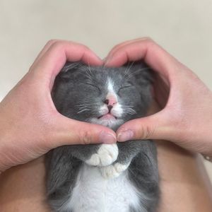 Image post by @whitmanpets on Instagram