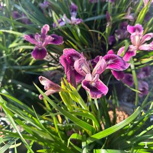 Image post by @rogersgardens on Instagram