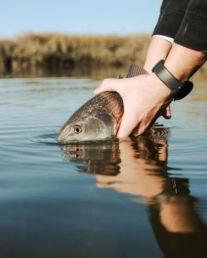 Image post by @toadfishoutfitters on Instagram
