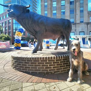 Image post by @thesavannahwolfhound on Instagram