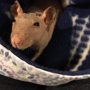 Image post by @animalplanet on Instagram