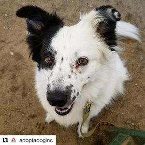 Image post by @laraleatrump on Instagram