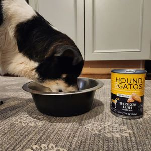 Image post by @thesavannahwolfhound on Instagram