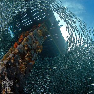 Image post by @discovery on Instagram