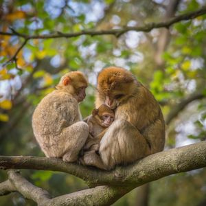 Image post by @animalplanet on Instagram