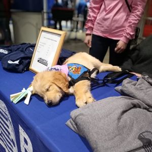 Image post by @swamprabbits on Instagram