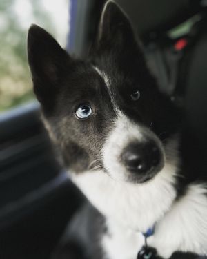 Image post by @tux_the_blue_pomsky on Instagram