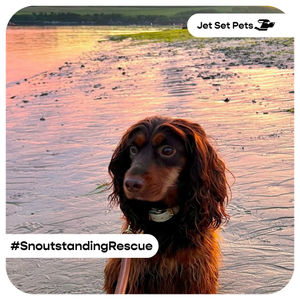 Image post by @jetsetpets on Instagram