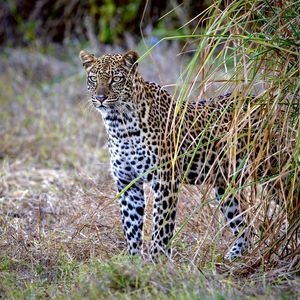 Image post by @chiawasafaris on Instagram