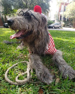 Image post by @thesavannahwolfhound on Instagram