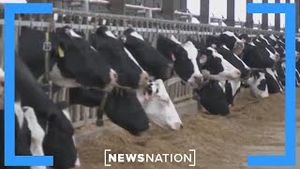 Video post by @newsnation on YouTube