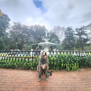 Image post by @thesavannahwolfhound on Instagram