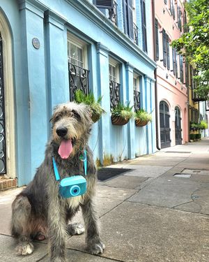 Image post by @thesavannahwolfhound on Instagram