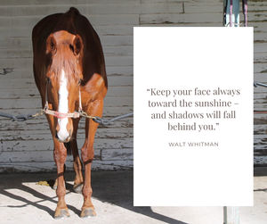 Image post by @thestableinfluencenz on Facebook