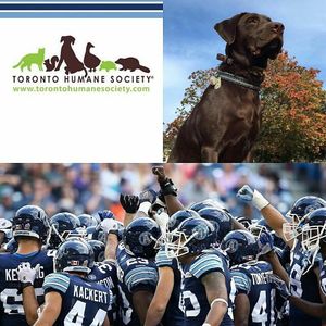 Image post by @torontoargos on Instagram